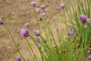 Vibrant purple chive flowers blooming in a garden setting