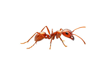 Vibrant Red Ant Isolated Against A Transparent Background Showing Its Intricate Body Structure And Delicate Antennae Isolate