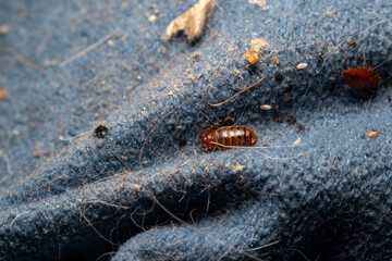 Bed bugs in a matress seam