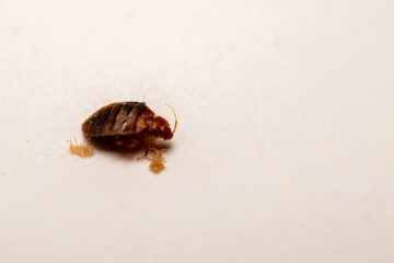Dead bedbugs and white background