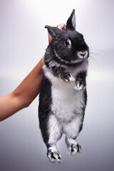 Black and White Rabbit Held by Hand Against Light Background