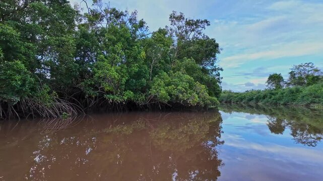 Boat trip on the Igarape do Urubu River, Delta das Americas, Ilha das Canarias, Brazil. Amazon Rainforest. South America