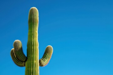 Tall saguaro cactus stands against a clear blue sky in the Sonoran Desert during midday