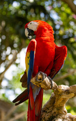 Colorful portrait of Red Macaw parrot against jungle. Wildlife and rainforest exotic tropical bird