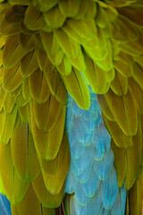 Obraz premium Close up of a beautiful Blue and Yellow Macaw (Ara ararauna)