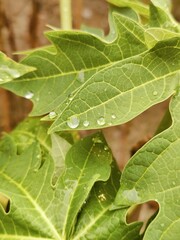 Close-up of vibrant green leaves in natural outdoor setting