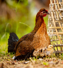 Hen and chicken outdoors eating on a green grass. Organic poultry farm. nature farming. Free range chickens.