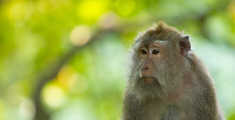 Long-tailed macaque monkey in the Sacred Forest Sanctuary in Ubud, Bali, Indonesia. The Sacred Monkey Forest Sanctuary is a nature reserve and temple complex