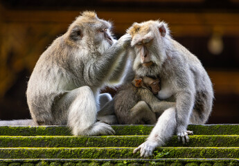 Long-tailed macaque monkeys family in the Sacred Forest Sanctuary in Ubud, Bali, Indonesia. The Sacred Monkey Forest Sanctuary is a nature reserve and temple complex