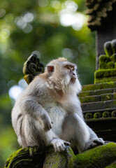 Long-tailed macaque monkey in the Sacred Forest Sanctuary in Ubud, Bali, Indonesia. The Sacred Monkey Forest Sanctuary is a nature reserve and temple complex