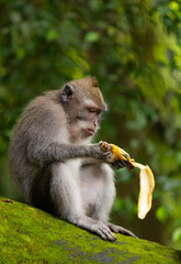 Long-tailed macaque monkey eating banana in the Sacred Forest Sanctuary in Ubud, Bali, Indonesia. The Sacred Monkey Forest Sanctuary is a nature reserve and temple complex