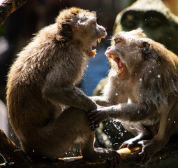 Long-tailed macaque monkeys fighting in the Sacred Forest Sanctuary in Ubud, Bali, Indonesia. The...