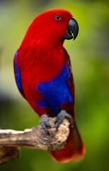 Portrait of Eclectus parrot sitting on a tree branch, close-up