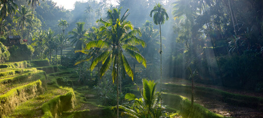 Aerial drone view of Tegallalang Rice fields terraces in Ubud, Bali, Indonesia