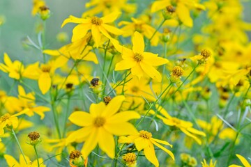 Coreopsis verticillata is commonly known as threadleaf coreopsis or whorled coreopsis. It's also sometimes called thread-leaved tickseed or whorled tickseed. The name tickseed refers to the seed's