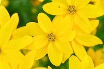 Coreopsis verticillata is a North American species of tickseed in the sunflower family. The common names are whorled tickseed, whorled coreopsis, thread-leaved tickseed, thread leaf coreopsis, and pot