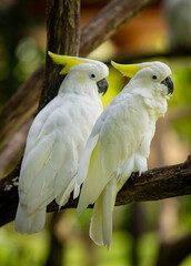 Beautiful Portrait of Yellow Crested Cookatoo Parrots , Close-up