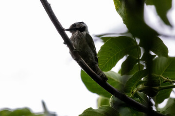 bird on a branch