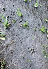 badger tracks on the ground.