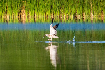 great blue heron