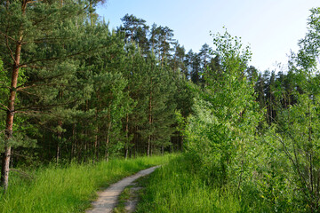 Path through lush green forest with tall trees under sunlight