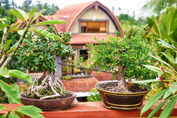 Beautiful Bonsai Plants with Lush Greenery in Front of a Tropical House