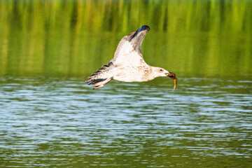 duck in the water
