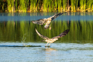 heron in flight