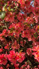Red chaenomeles japonica flowers close up nature background