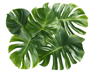 Fototapeta premium Monstera leaves arrangement showcasing vibrant green foliage and natural textures, isolated on transparent background