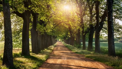 sunlit dirt path through a tree lined avenue