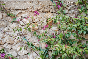 A vibrant bougainvillea plant with purple flowers climbing against a rustic stone wall. The contrast between the colorful blooms and the textured wall creates a charming, natural scene.