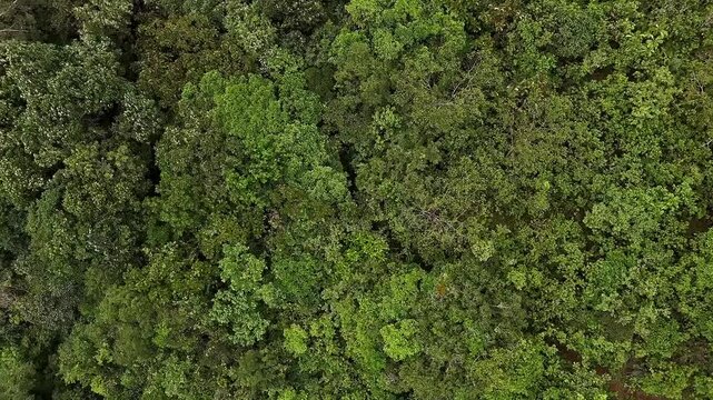 A rotating drone view of lush, tall trees swaying in stormy winds amidst forest in spring