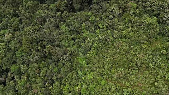 An tilt drone view of lush, tall trees swaying in stormy winds amidst forest in spring