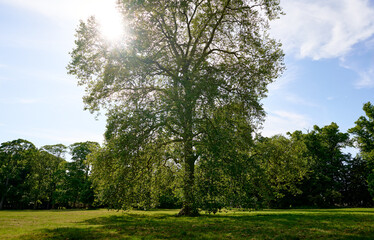 A single tall tree in a vibrant green meadow illuminated by sunlight against a clear blue sky,...