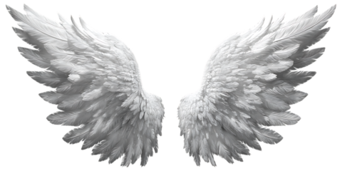 Two white angel wings isolated on a transparent background, top view.