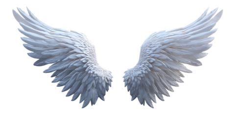 Two white angel wings isolated on a transparent background, top view.