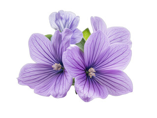 Obraz premium Beautiful purple flowers with delicate petals and intricate veining details, isolated on transparent background