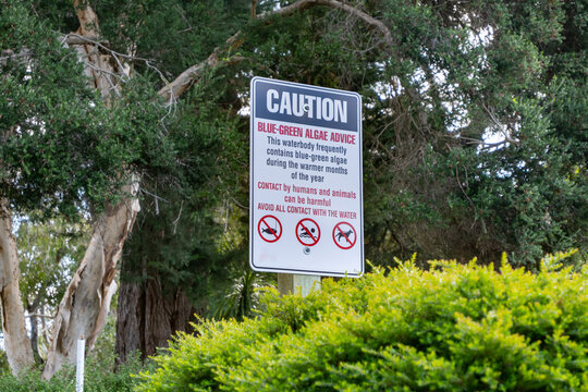 Caution sign warning of blue-green algae contamination in a public waterway, advising people and pet to avoid contact due to potential health risks near Hovells Creek in Lara, Victoria, Australia.
