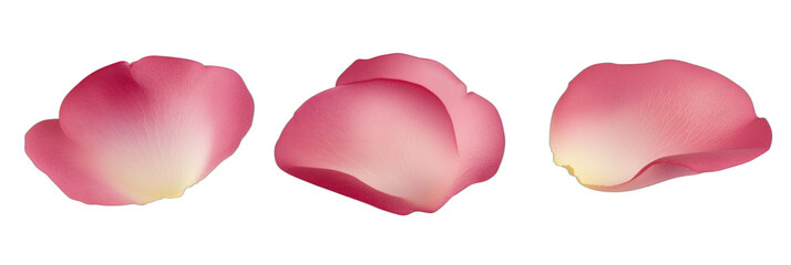 Delicate pink rose petals arranged elegantly on white background for floral design, isolated on transparent background