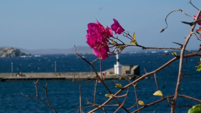 famous windmills of Mykonos island over seascape, Mykonos island, Greece. High quality 4k footage