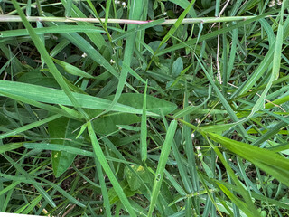A vibrant close-up view of lush, untamed green grass and various wild plants, forming a dense...