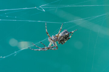 European garden spider, Araneus diadematus, diadem spider on web, macro, green background