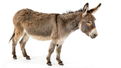 Donkey portrait standing alone on white background in a clear isolated view