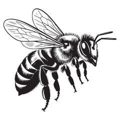 Obraz premium Detailed black and white illustration of a honey bee in flight with intricate wing patterns and segmented body on a white background