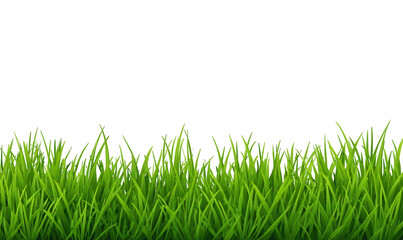 Fototapeta premium Green grass border on a white background, png, transparent