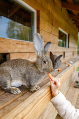 Child's hand feeding fresh carrot to friendly brown rabbit in wooden hutch