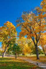 Stunning autumn park scene with golden trees creating vibrant canopy against brilliant blue sky