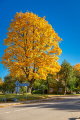 Magnificent golden autumn tree with vibrant yellow foliage against clear blue sky in peaceful residential neighborhood street scene