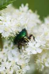 Hidden Green Rose Chafer Among White Blossoms with Fresh Leaf – Macro Shot